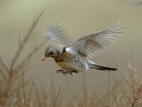 Turdus pilaris 12, Kramsvogel, Saxifraga-Piet Munsterman
