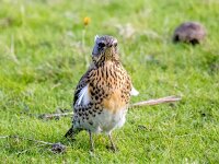 Turdus pilaris 120, Kramsvogel, Saxifraga-Bart Vastenhouw