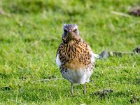 Turdus pilaris 121, Kramsvogel, Saxifraga-Bart Vastenhouw