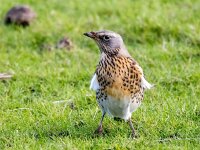 Turdus pilaris 122, Kramsvogel, Saxifraga-Bart Vastenhouw