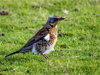 Turdus pilaris 123, Kramsvogel, Saxifraga-Bart Vastenhouw