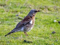 Turdus pilaris 124, Kramsvogel, Saxifraga-Bart Vastenhouw