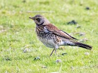 Turdus pilaris 125, Kramsvogel, Saxifraga-Bart Vastenhouw