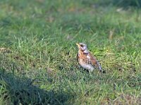 Turdus pilaris 126, Kramsvogel, Saxifraga-Tom Heijnen