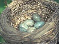 Turdus pilaris 13, Kramsvogel, Saxifraga-Edo van Uchelen