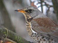Turdus pilaris 14, Kramsvogel, Saxifraga-Urska Koce