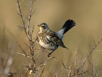Turdus pilaris 15, Kramsvogel, Saxifraga-Piet Munsterman