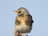 Turdus pilaris 16, Kramsvogel, Saxifraga-Iztok Skornik
