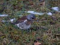 Kramsvogel  Kramsvogel fouragerend op dijk naar wormen : Turdus pilaris
