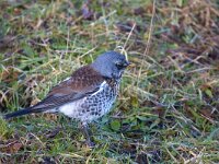 Kramsvogel  Kramsvogel fouragerend op dijk naar wormen : Turdus pilaris