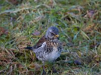 Kramsvogel  Kramsvogel fouragerend op dijk naar wormen : Turdus pilaris