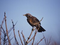 Turdus pilaris 2, Kramsvogel, Saxifraga-Arie de Knijff