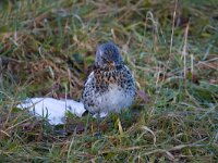 Kramsvogel  Kramsvogel fouragerend op dijk naar wormen : Turdus pilaris