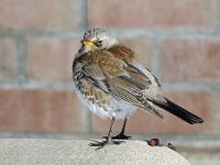 Kramsvogel #46015 : Turdus pilaris, Kramsvogel, Fieldfare