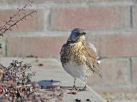 Turdus pilaris 23, Kramsvogel, Saxifraga-Ab H Baas