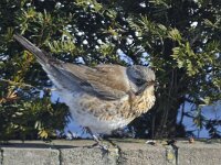 Turdus pilaris 25, Kramsvogel, Saxifraga-Ab H Baas