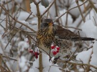 Turdus pilaris 26, Kramsvogel, Saxifraga-Jan Nijendijk