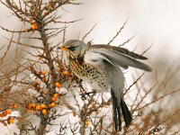 Turdus pilaris 28, Kramsvogel, Saxifraga-Piet Munsterman