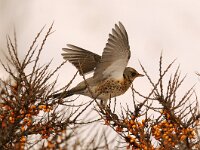 Turdus pilaris 29, Kramsvogel, Saxifraga-Piet Munsterman