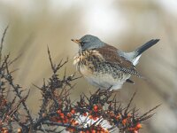 Turdus pilaris 3, Kramsvogel, Saxifraga-Piet Munsterman
