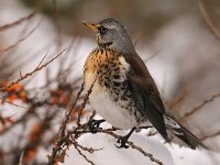 Turdus pilaris 30, Kramsvogel, Saxifraga-Piet Munsterman