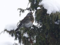 Turdus pilaris 32, Kramsvogel, Saxifraga-Luc Hoogenstein  Het Buurserzand is aangewezen als Natura 2000-gebied in het kader van de Natuurbeschermingswet. : Haaksbergen, snow, Habitatrichtijn, protected, Nederland, Special Protected Area, winter, beschermd, nature reserve, Natura 2000, Buurserzand, freezing, Vogelrichtlijn, kou, nature area, december, Natuurmonumenten, sneeuw, Natura 2000-gebied, koude, Overijssel, Buurse, natuurgebied, The Netherlands, cold