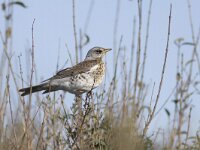 Turdus pilaris 33, Kramsvogel, Saxifraga-Mark Zekhuis