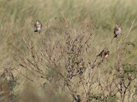 Turdus pilaris 34, Kramsvogel, Saxifraga-Mark Zekhuis