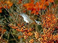 Turdus pilaris 35, Kramsvogel, Saxifraga-Piet Munsterman