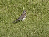 Turdus pilaris 36, Kramsvogel, Saxifraga-Willem van Kruijsbergen