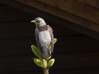 Turdus pilaris 37, Kramsvogel, Saxifraga-Willem van Kruijsbergen
