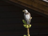 Turdus pilaris 38, Kramsvogel, Saxifraga-Willem van Kruijsbergen