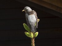 Turdus pilaris 39, Kramsvogel, Saxifraga-Willem van Kruijsbergen