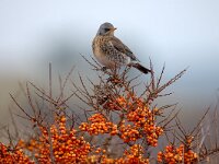 Turdus pilaris 4, Kramsvogel, Saxifraga-Piet Munsterman