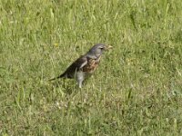 Turdus pilaris 40, Kramsvogel, Saxifraga-Willem van Kruijsbergen