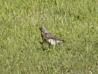 Turdus pilaris 41, Kramsvogel, Saxifraga-Willem van Kruijsbergen