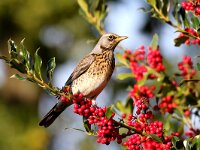 Turdus pilaris 42, Kramsvogel, Saxifraga-Henk Baptist