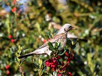 Turdus pilaris 43, Kramsvogel, Saxifraga-Henk Baptist