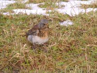 Turdus pilaris 49, Kramsvogel, Saxifraga-Luuk Vermeer
