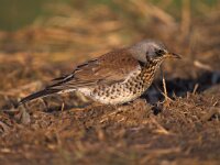 Turdus pilaris 5, Kramsvogel, Saxifraga-Piet Munsterman