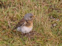 Turdus pilaris 57, Kramsvogel, Saxifraga-Luuk Vermeer