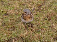 Turdus pilaris 58, Kramsvogel, Saxifraga-Luuk Vermeer