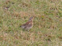 Turdus pilaris 59, Kramsvogel, Saxifraga-Luuk Vermeer