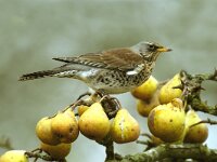 Turdus pilaris 6, Kramsvogel, Saxifraga-Piet Munsterman
