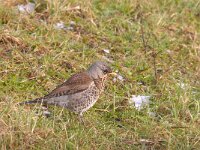 Turdus pilaris 60, Kramsvogel, Saxifraga-Luuk Vermeer
