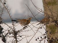 Turdus pilaris 61, Kramsvogel, Saxifraga-Luuk Vermeer