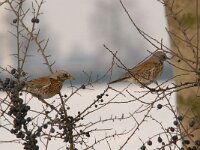 Turdus pilaris 62, Kramsvogel, Saxifraga-Luuk Vermeer