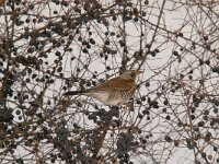 Turdus pilaris 63, Kramsvogel, Saxifraga-Luuk Vermeer