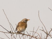 Turdus pilaris 66, Kramsvogel, Saxifraga-Luuk Vermeer