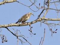 Turdus pilaris 69, Kramsvogel, Saxifraga-Tom Heijnen
